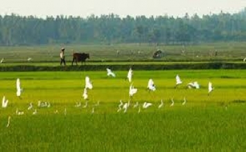 Cánh đồng xoài hiện đại